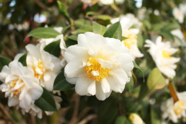 camellia1