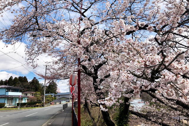 貞山桜