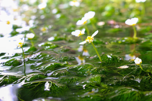 清水に咲く可愛らしい白い花!梅花藻が見頃を迎える!