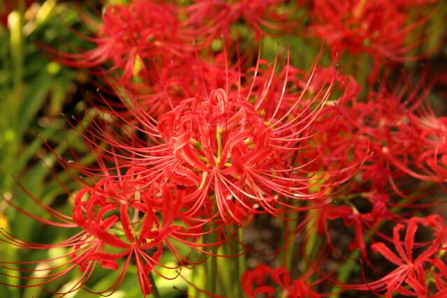 The bewitching view of about 20,000 cluster amaryllis that dyes the precincts red!